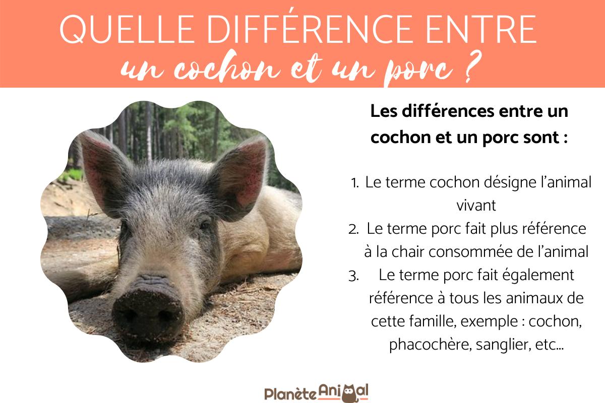 Quelle différence entre un cochon et un porc ?
