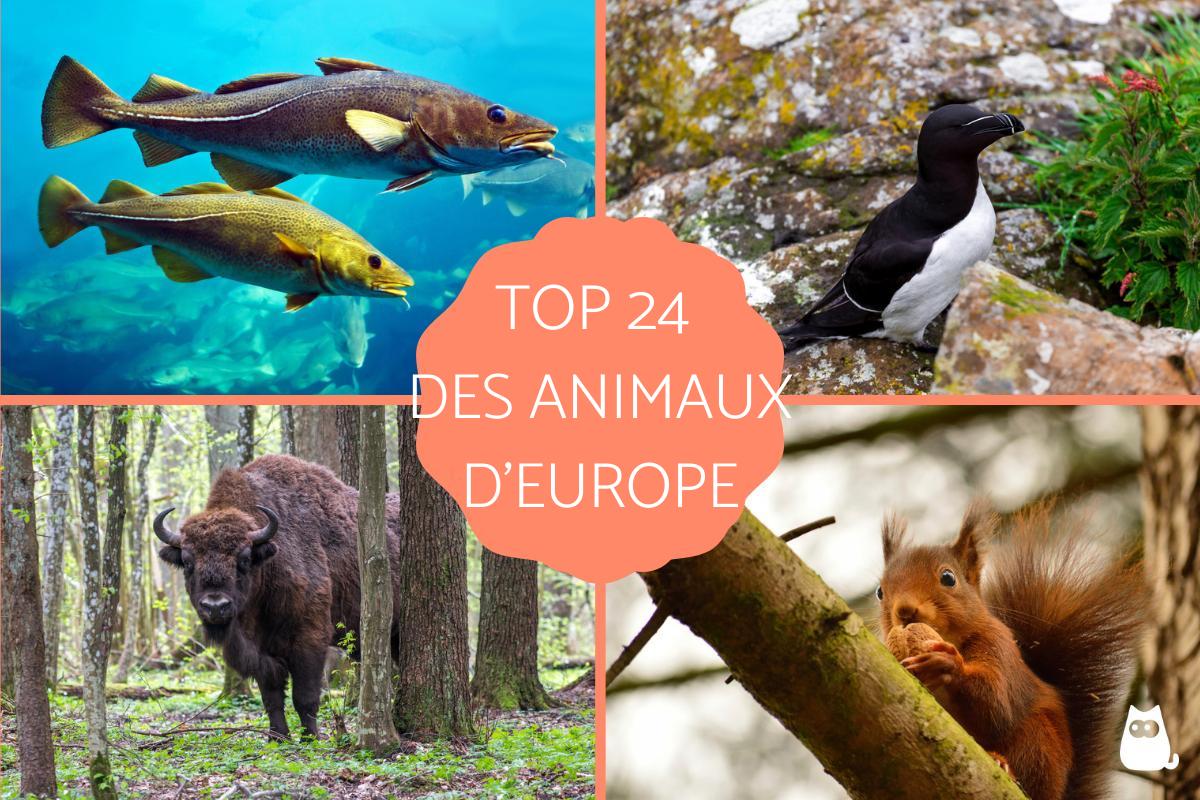 Animaux d'Europe - Liste avec photos