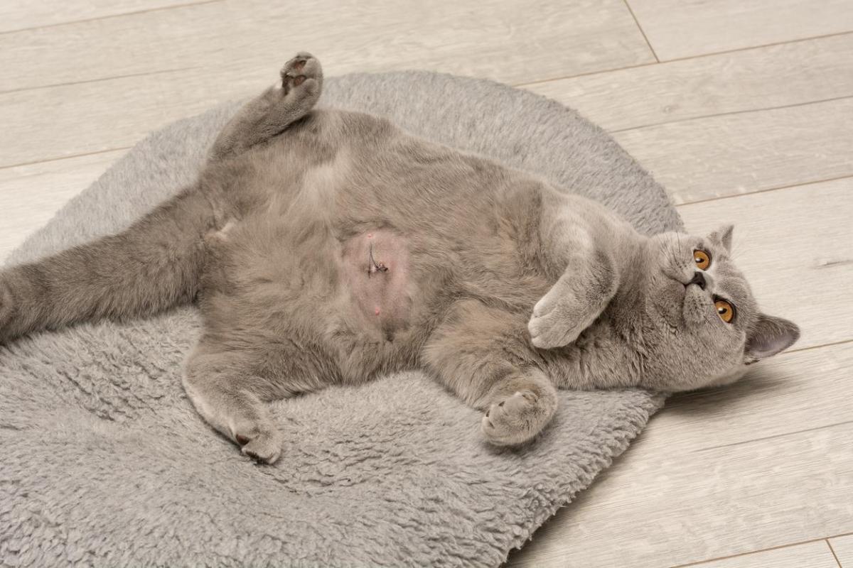 Hernie ombilicale chez le chat - Causes, simptômes et traitement