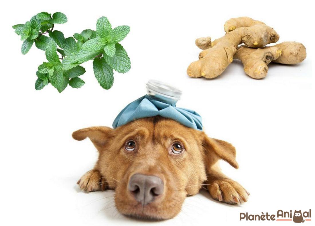 6 Anti-vomitifs pour chien - REMÈDES NATURELS