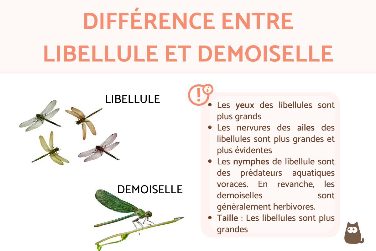 Différence entre libellule et demoiselle