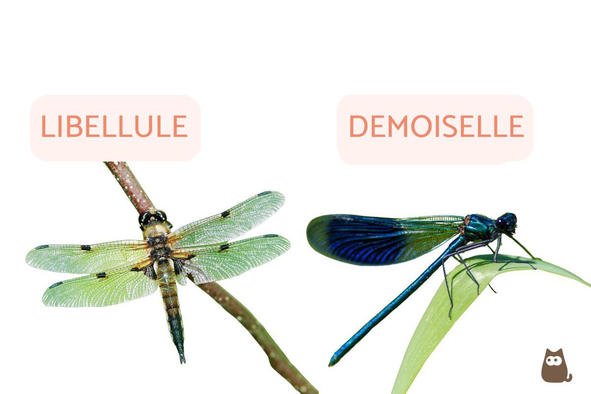 14 Différences entre LIBELLULE et DEMOISELLE