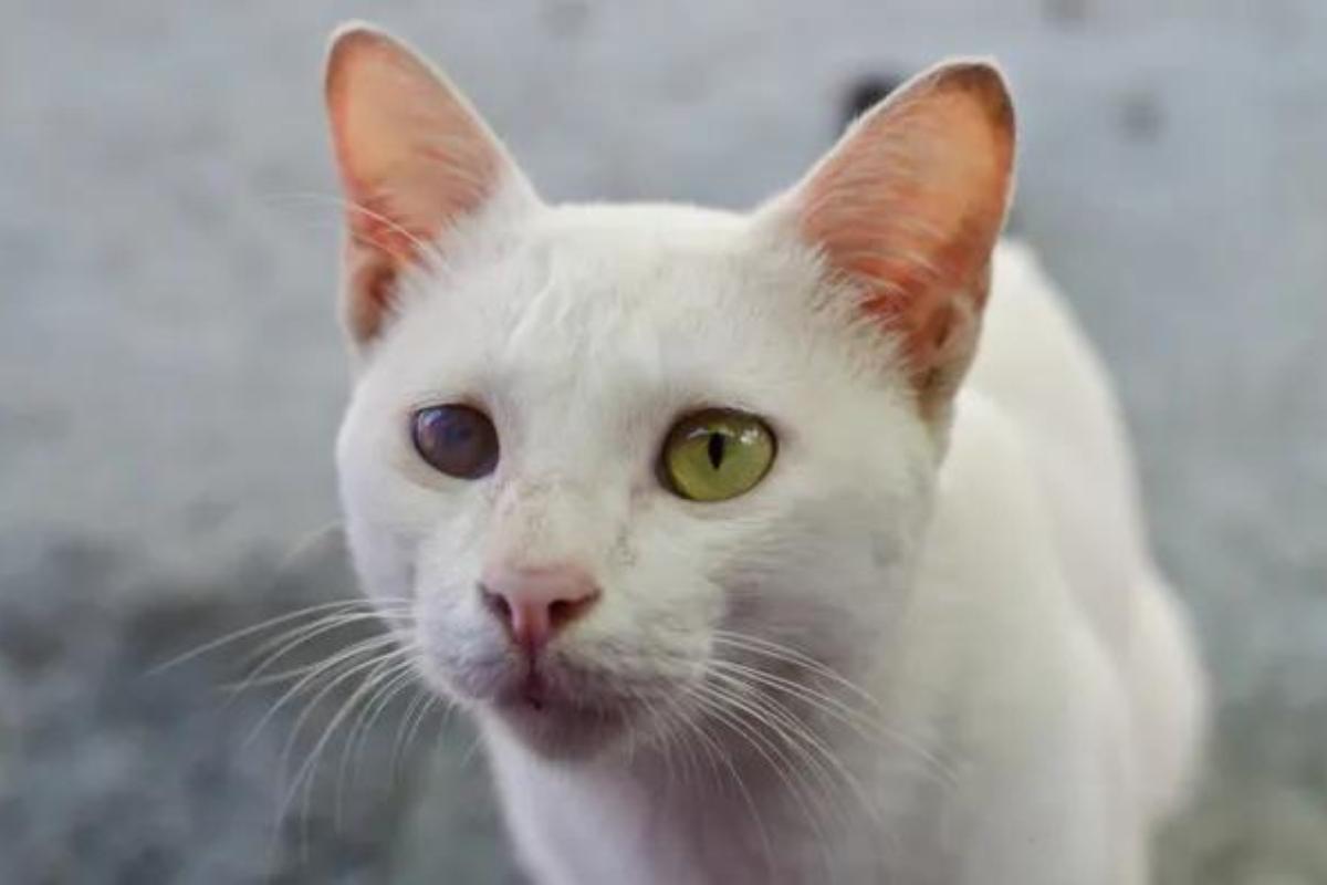 chat aveugle traitement