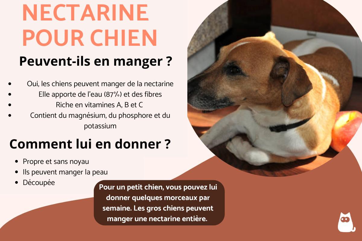 Peut-on donner de la nectarine à un chien ?