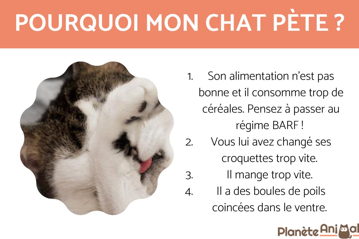 Pourquoi mon chat pète tout le temps ?