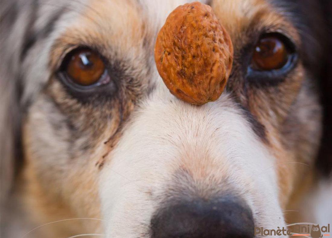 Puis je Donner Des NOIX Mon CHIEN