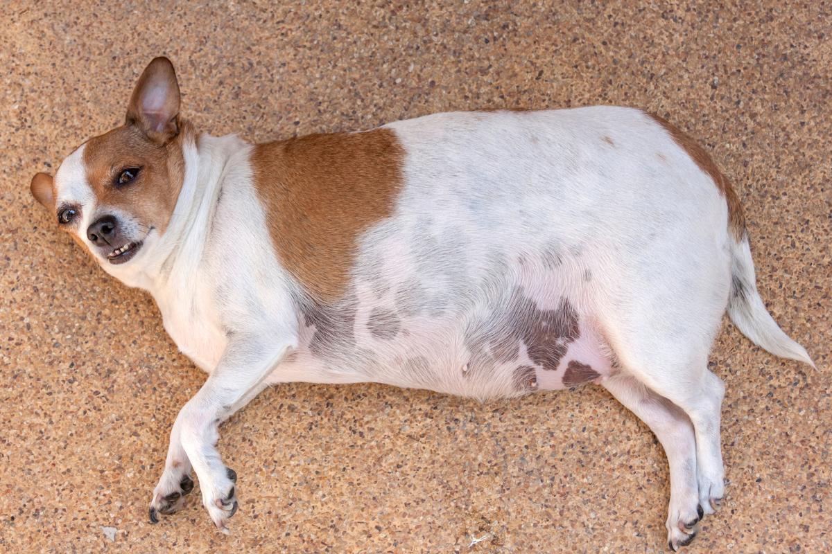 Tumeur de la rate chez le chien : symptômes et traitement