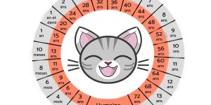 Comment calculer l'âge d'un chat en âge humain ?