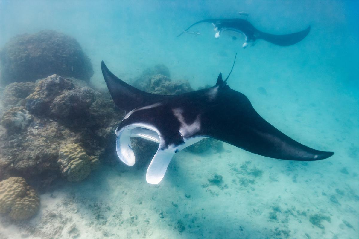 Reproduction de la raie manta
