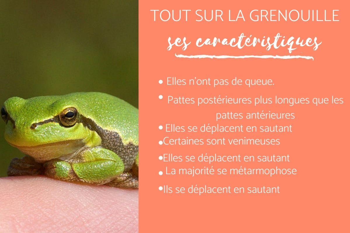 Tout sur la grenouille - Caractéristiques, habitat et alimentation