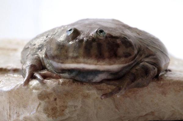 Tout sur la grenouille - Caractéristiques, habitat et alimentation -