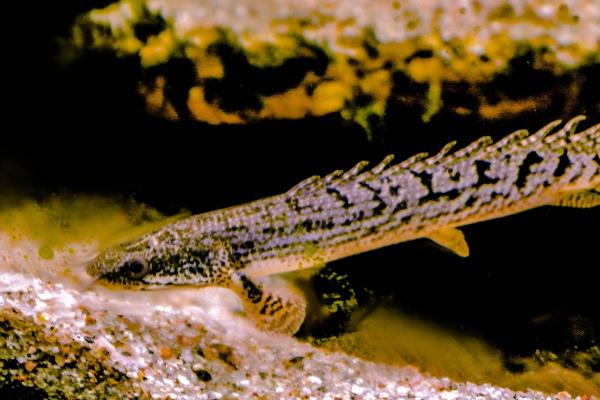 Poissons chinois : types et photos - Poisson à tête de serpent du Nord (Channa argus)