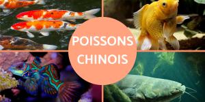 Poissons chinois : types et photos