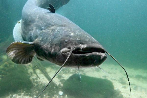 Poissons chinois : types et photos - Silurus asotus