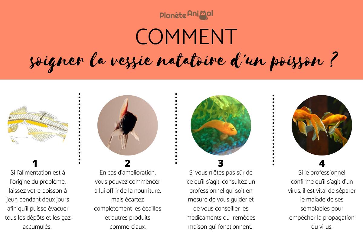 Soigner la vessie natatoire d'un poisson