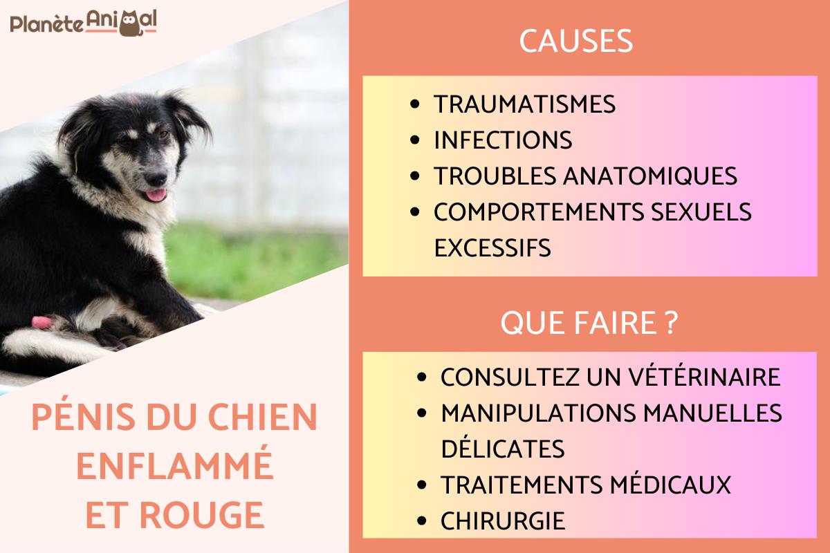 Pénis du chien enflammé et rouge - Causes et solutions