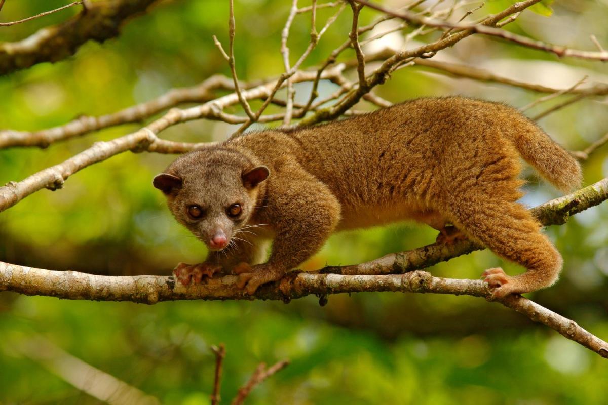 Peut-on avoir un kinkajou domestique
