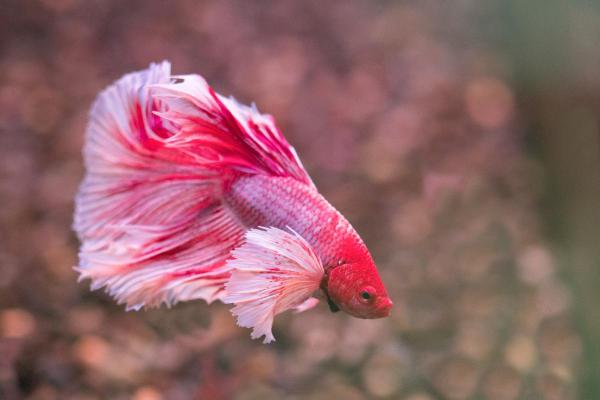 Poissons colorés pour aquarium d'eau douce - Poisson Betta ou combattant (Betta splendens)