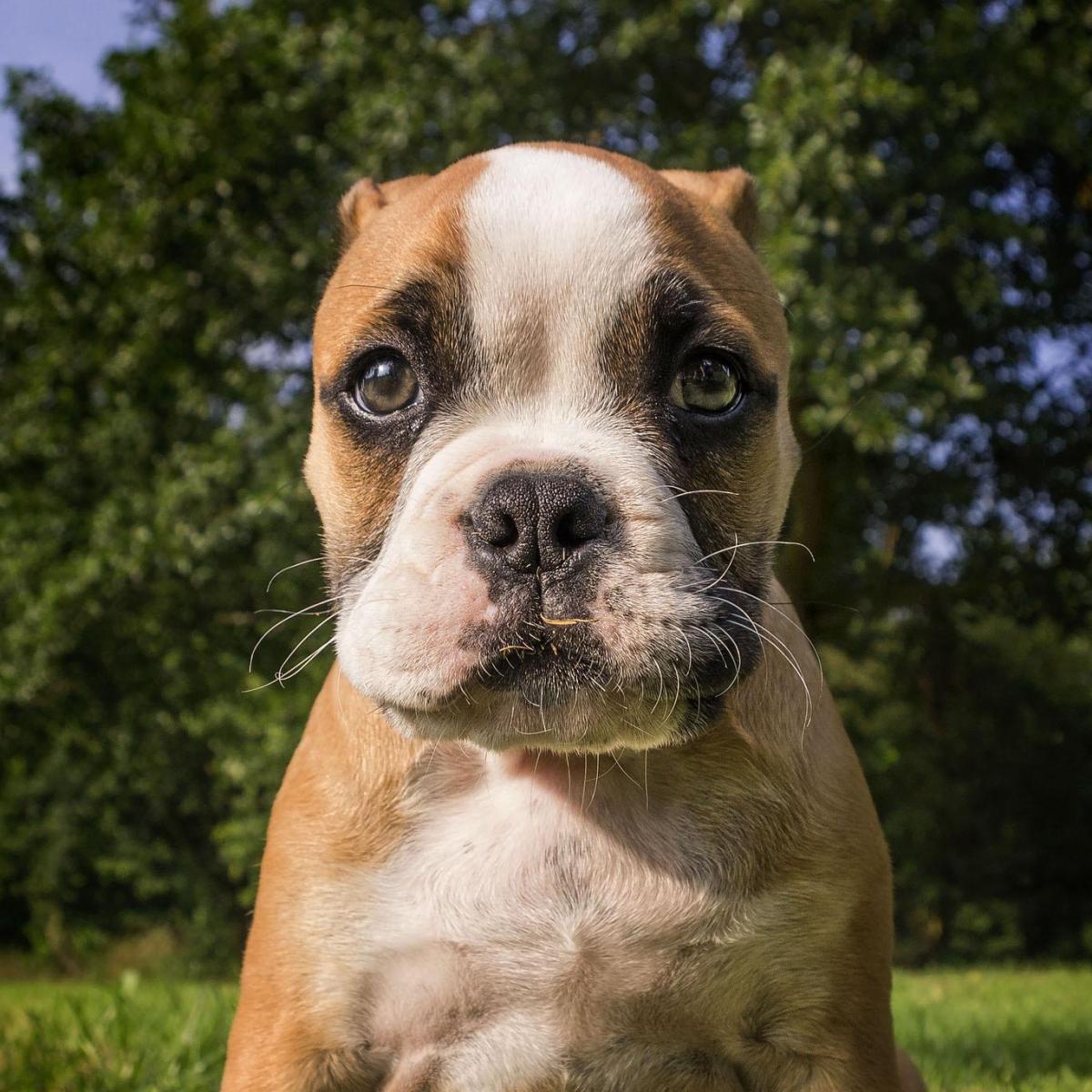 Chien adulte qui mord un chiot : conseils et recommandations