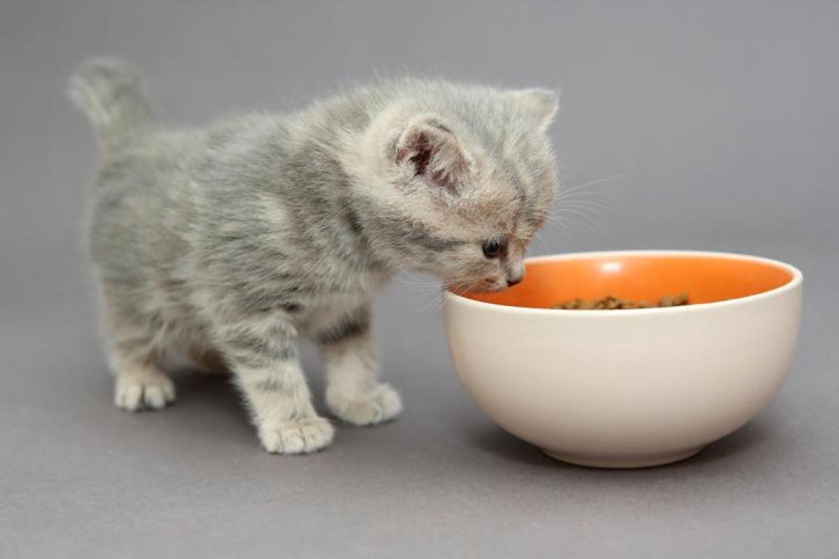 Que donner à manger à un chaton