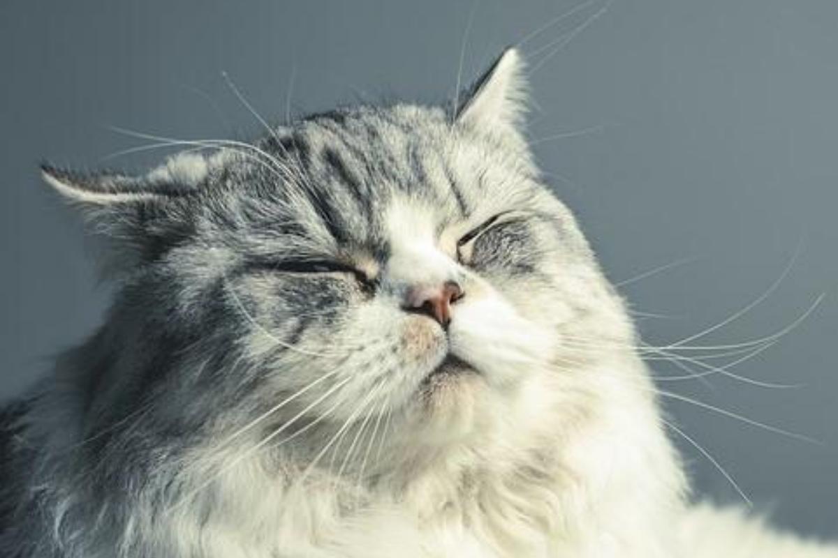 Dermatite miliaire chez le chat - Symptômes et traitement