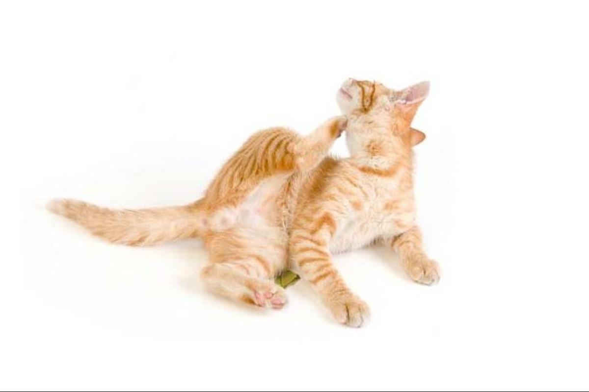 Dermatite miliaire chez le chat Symptômes et traitement