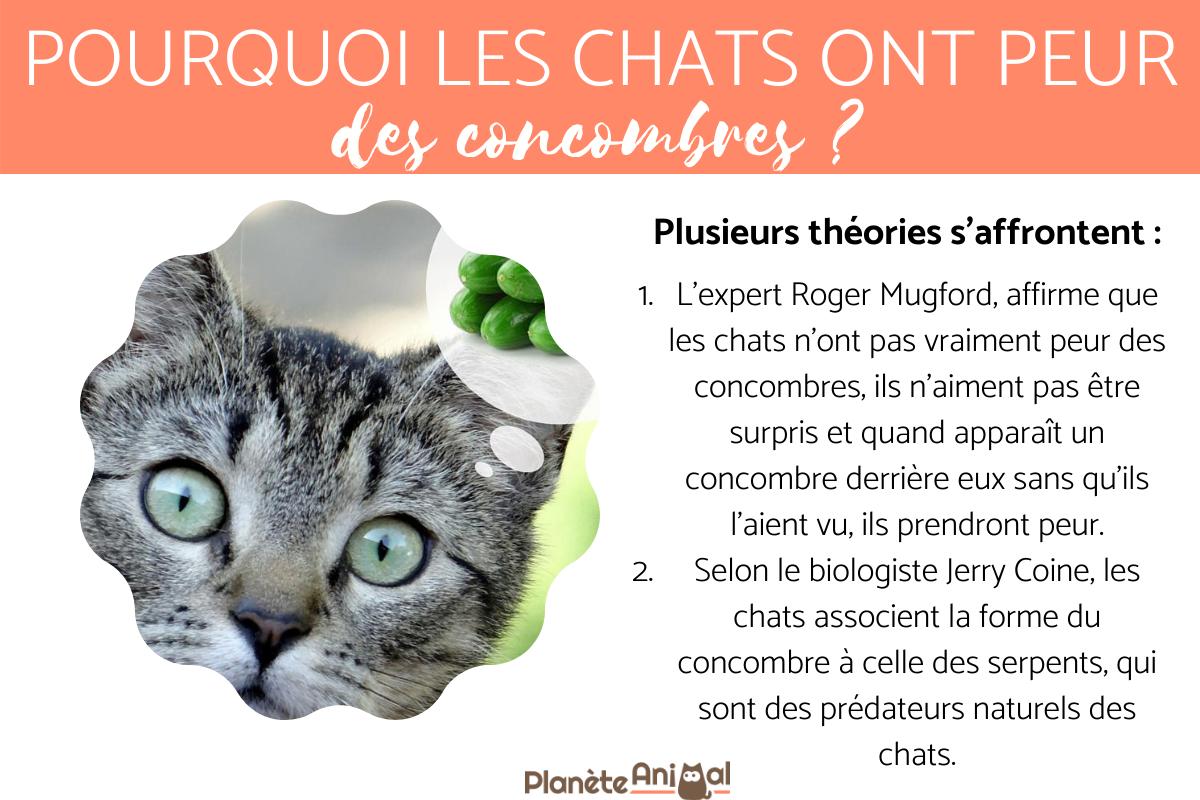 Pourquoi les chats ont peur des concombres ?