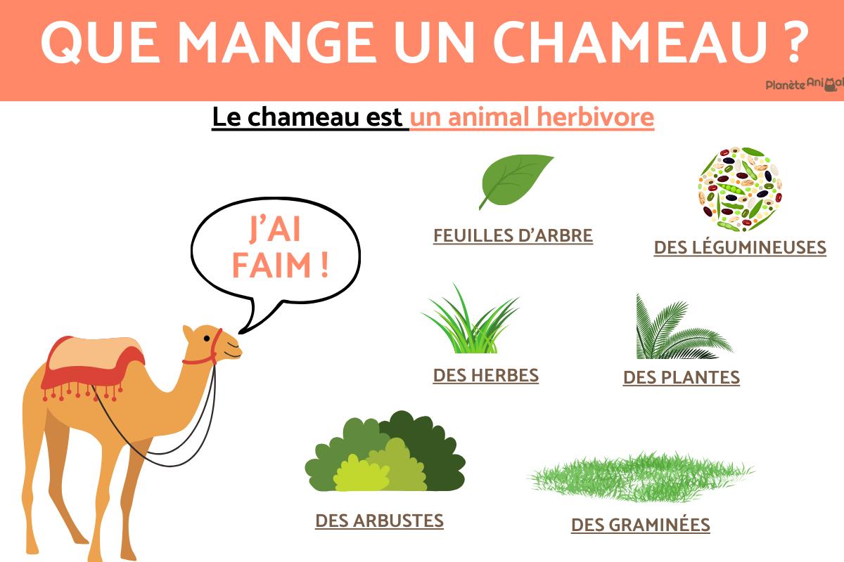 Que mange un chameau