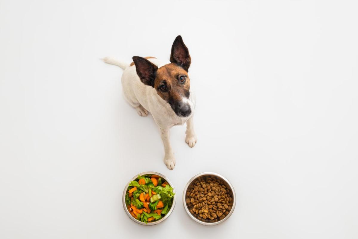 Régime alimentaire du chien : aliments à base de fibres