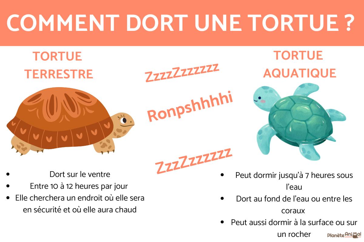 Comment dort une tortue de terre
