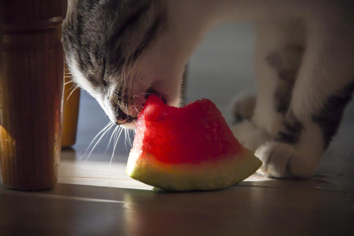 Peut-on donner de la pastèque à un chat ?