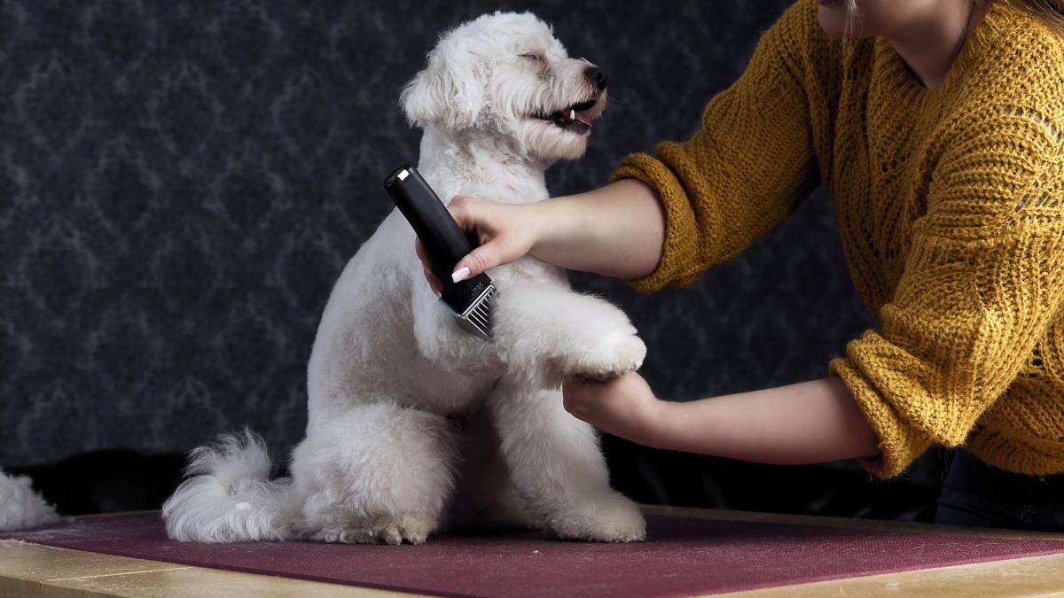 Couper les poils de son chien : comment tondre son chien ?