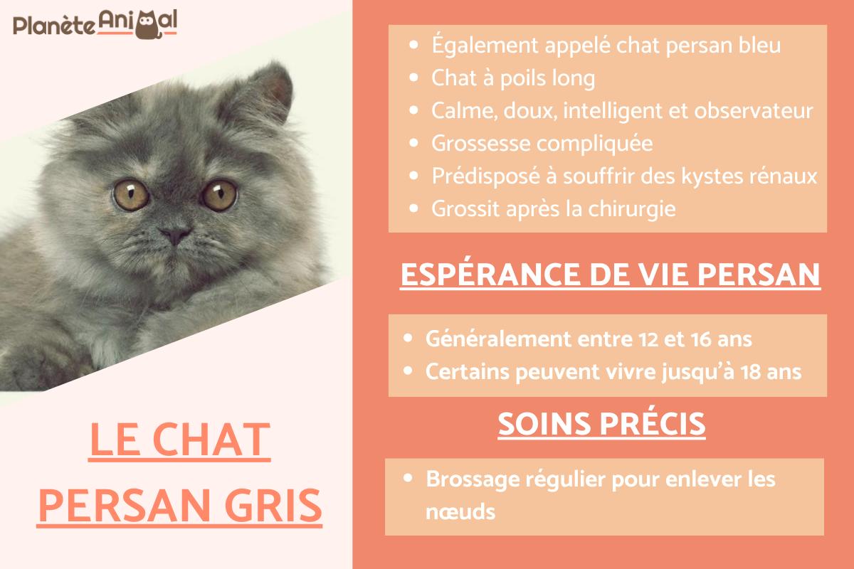 Le chat persan gris