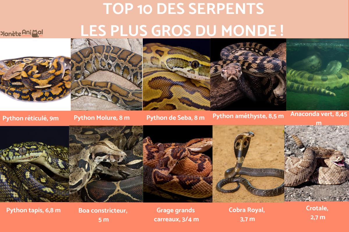 Quels sont les serpents les plus gros du monde ?