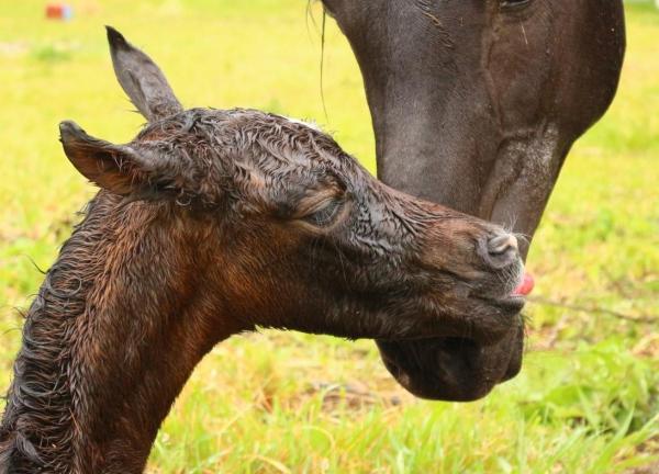 Gestation de la jument - Durée, reproduction, évolution, mise bas - Comment naissent les poulains ?