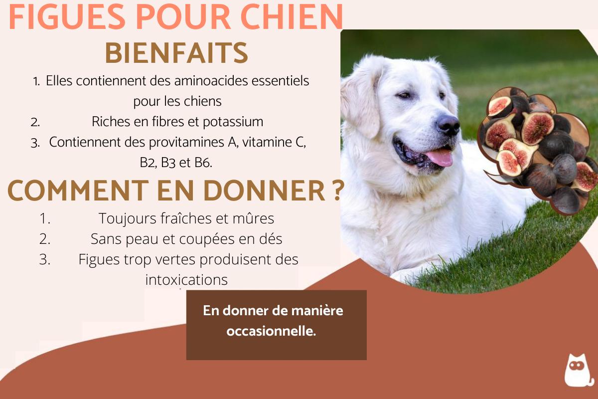 Peut-on donner des figues au chien ?
