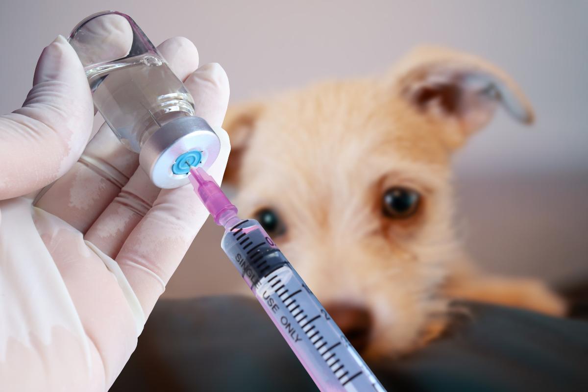Vaccins obligatoires pour chien et chat : pourquoi sont-ils indispendables ?