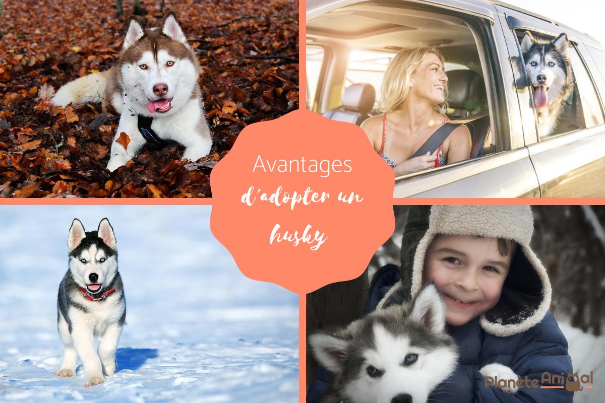 Avantages d'adopter un husky