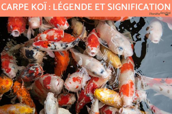 Carpe koï : légende et signification