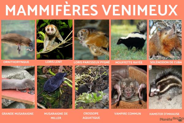 Mammifères venimeux - Caractéristiques et liste