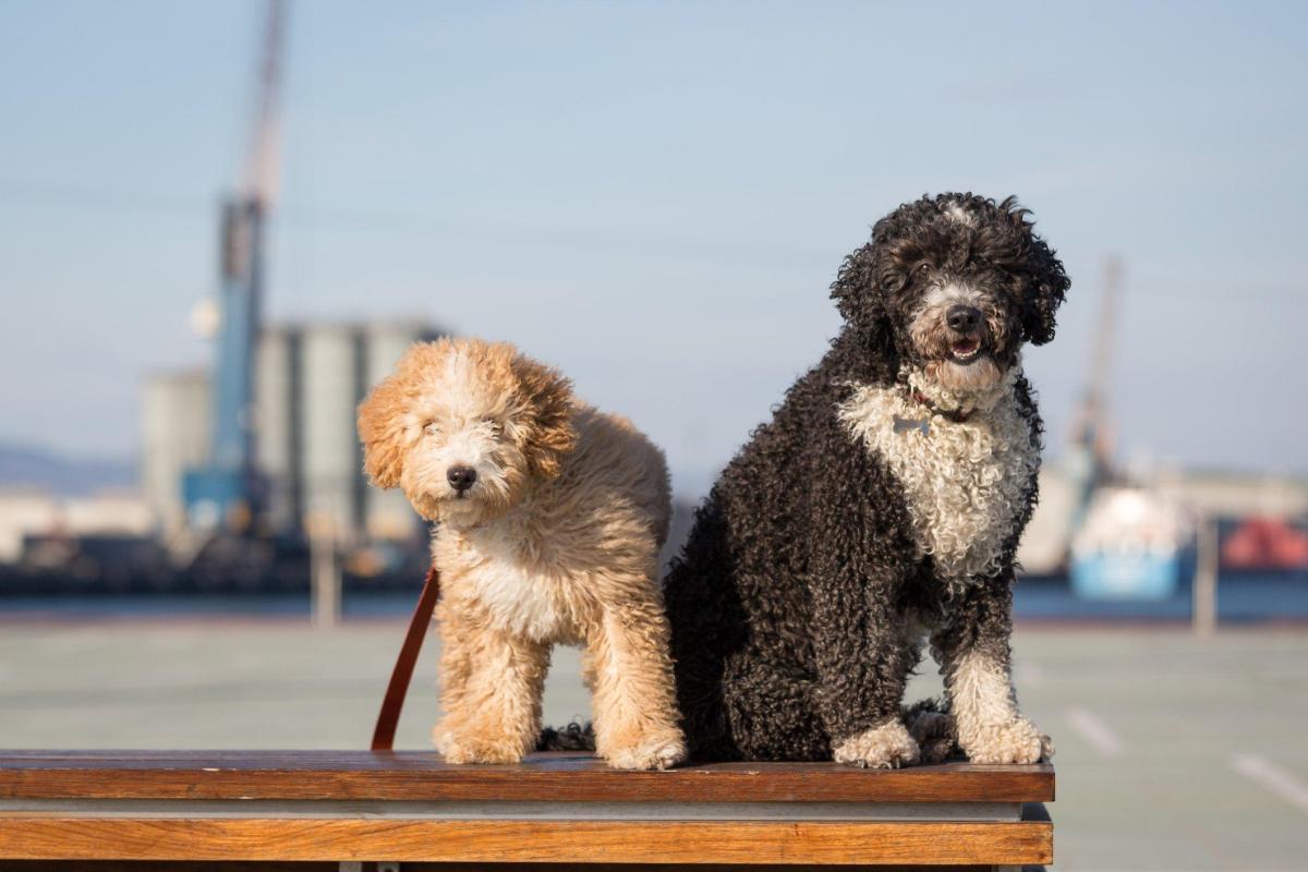 10 races de chiens d'eau