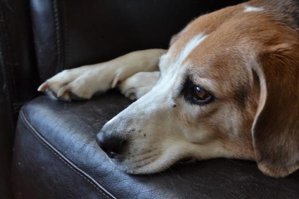 Selles jaunes chez le chien - Causes et traitement - Maladies et parasites