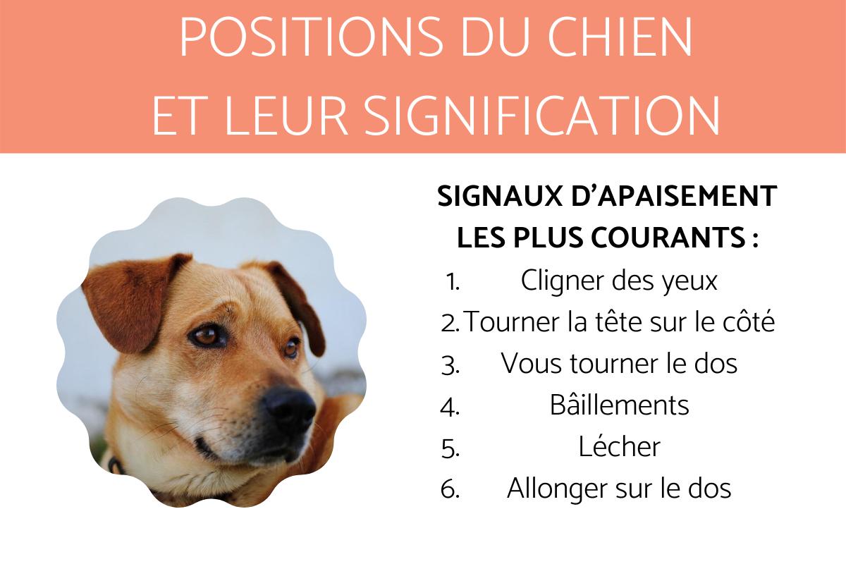 Positions du chien et leur signification