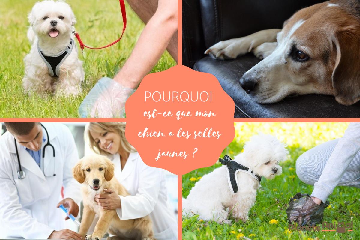 Selles jaunes chez le chien - Causes et traitement