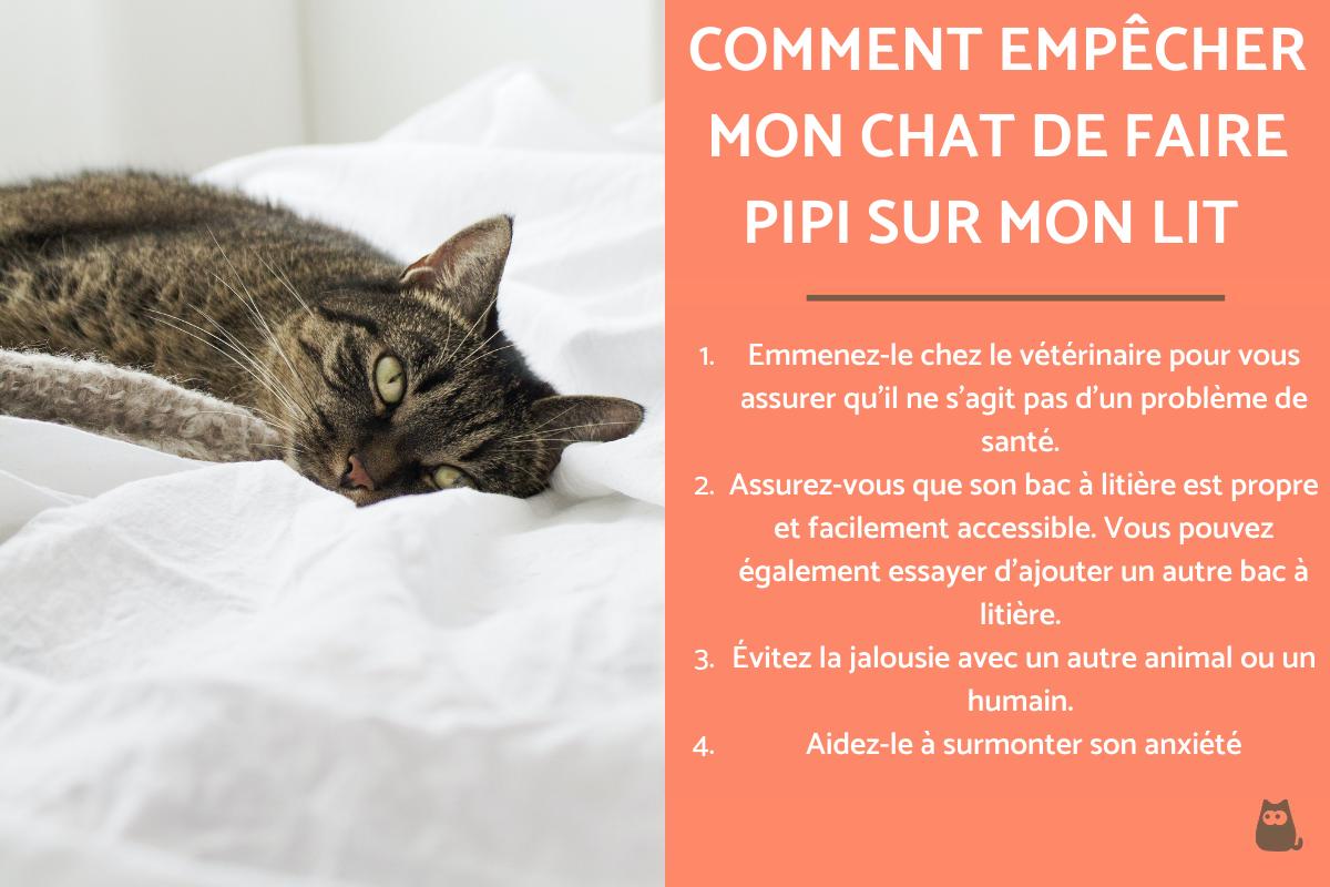 Pourquoi mon chat fait pipi sur mon lit ? Causes et solutions