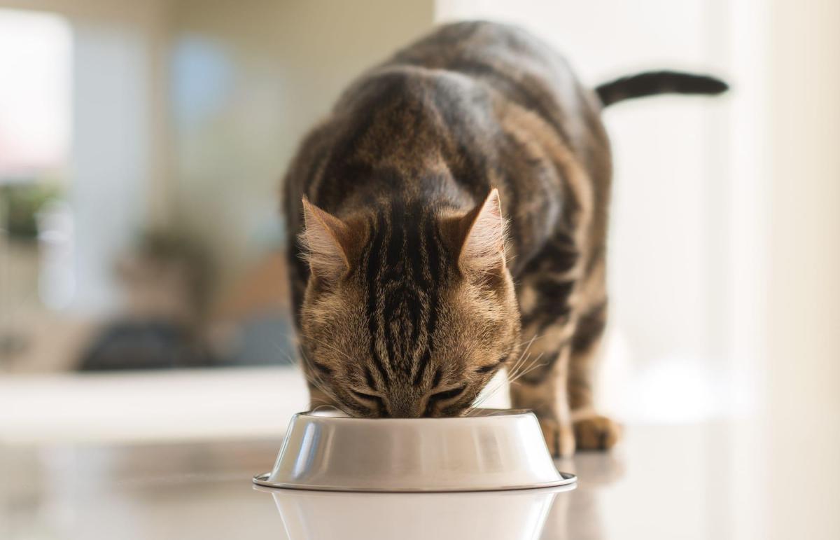 5 recettes de pâté pour chat