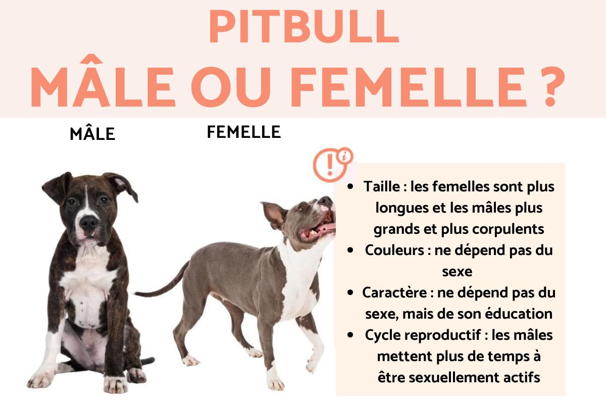 Différences entre un pitbull mâle et femelle