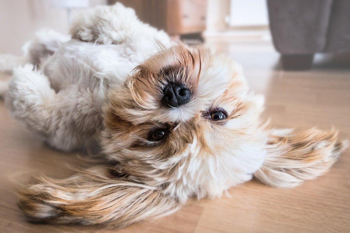 Noms de villes pour chiens