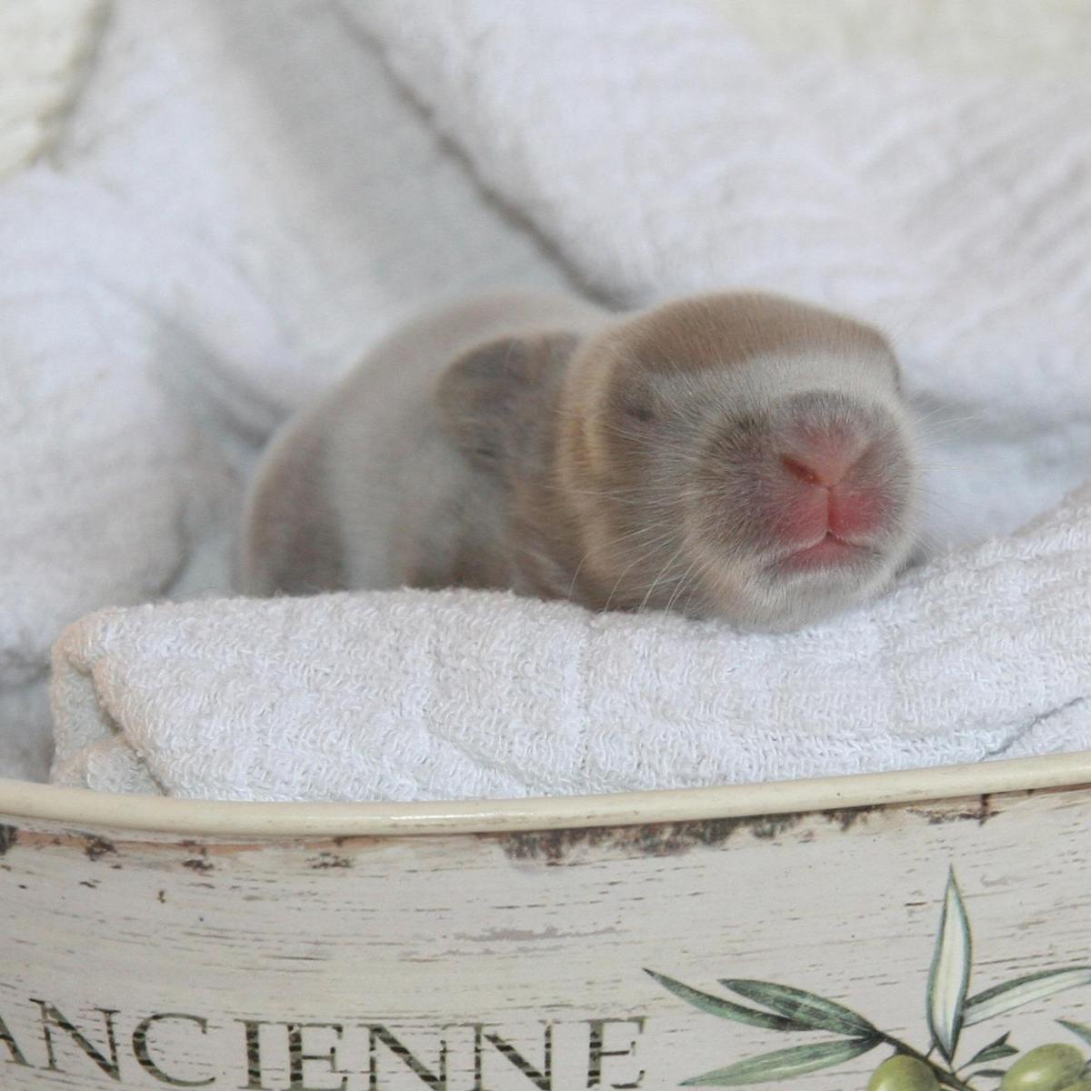 Que mange un bébé lapin ?