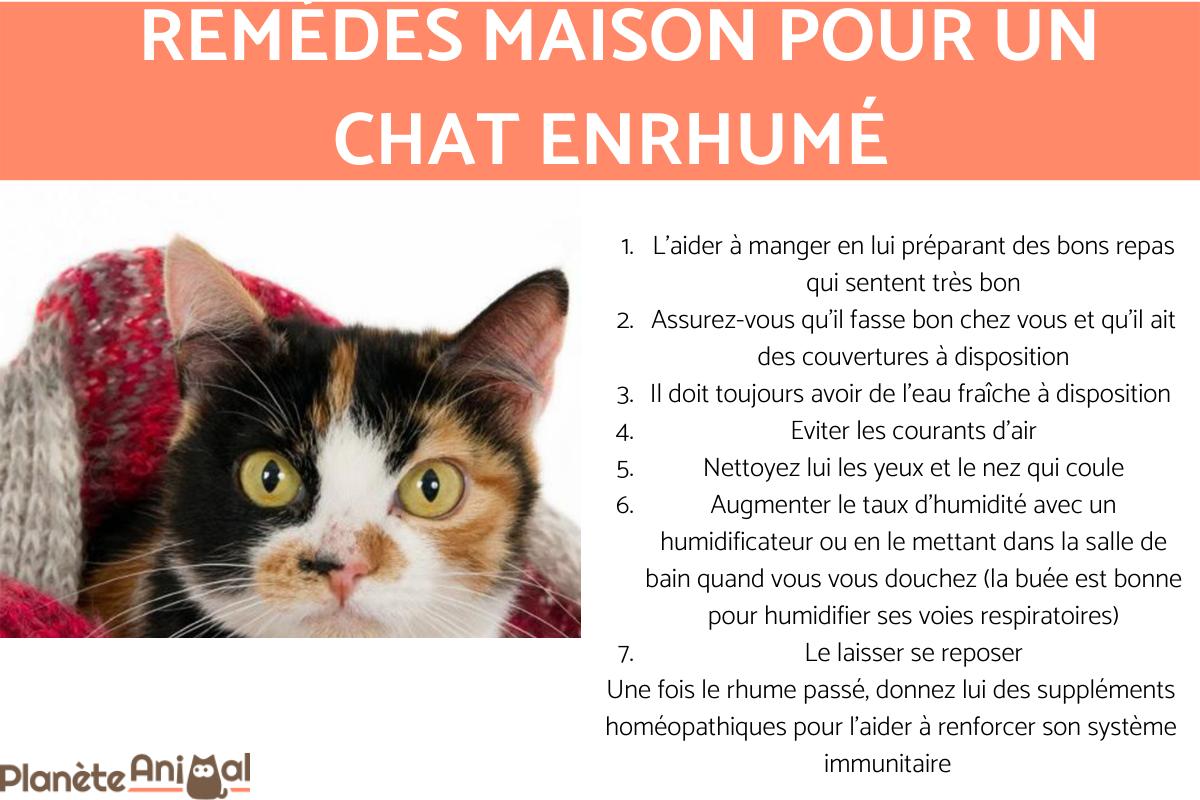 Remèdes maison pour un chat enrhumé